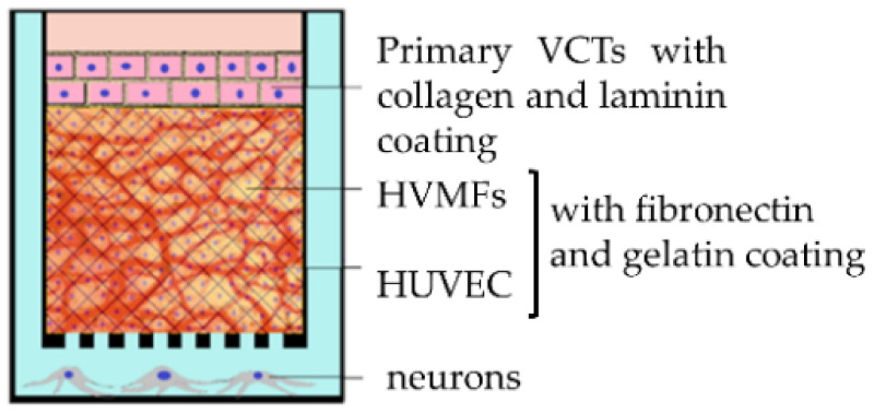 graphic file with name ijms-22-12266-i001.jpg