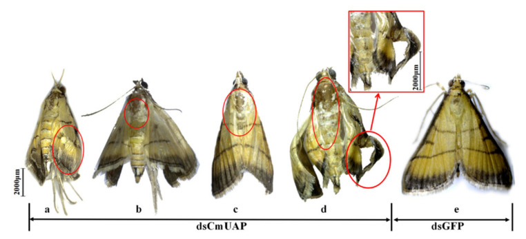 Figure 11