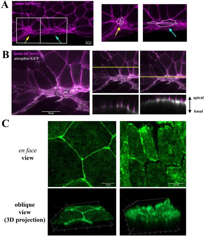 FIGURE 1: