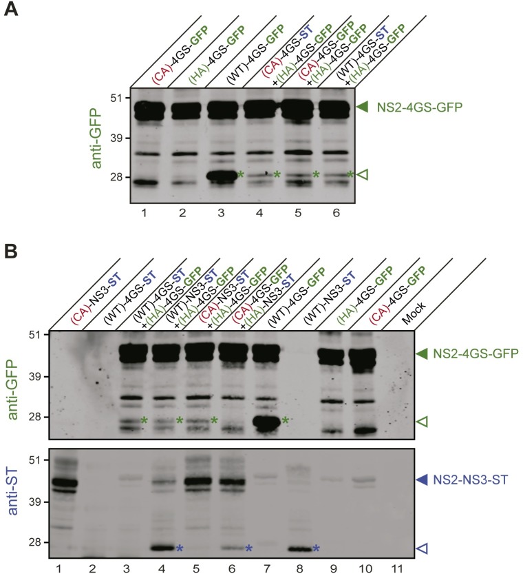 Fig 8