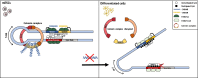 Graphical Abstract