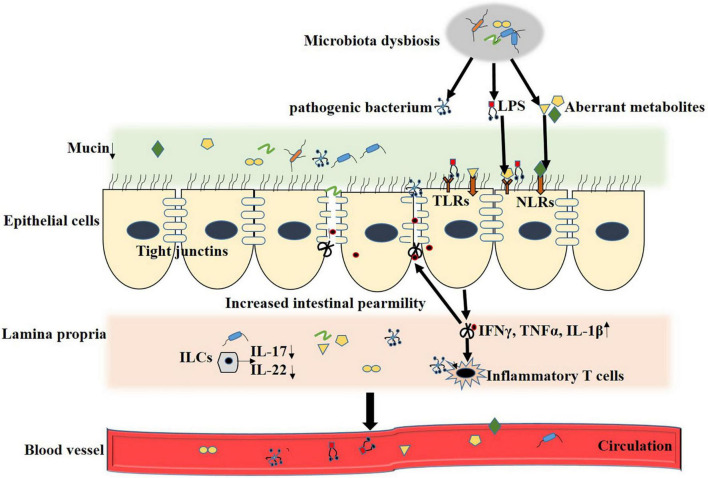 FIGURE 1