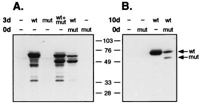 FIG. 7