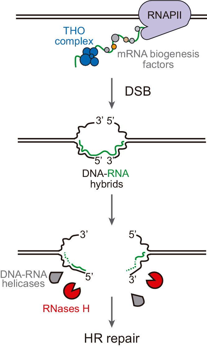 Figure 7.