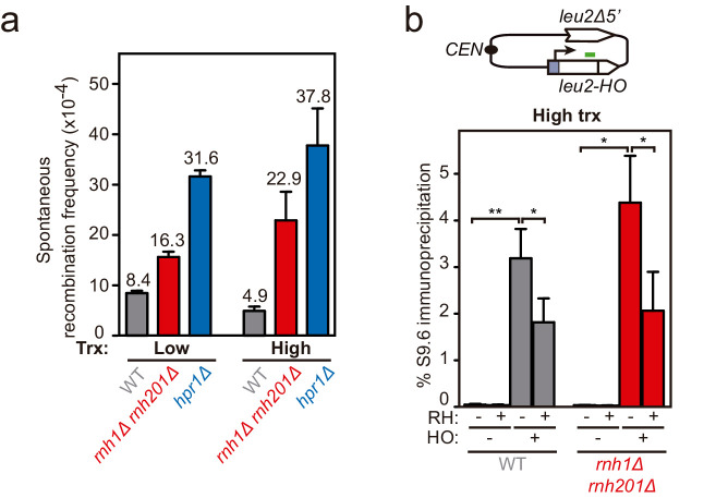 Figure 5—figure supplement 1.