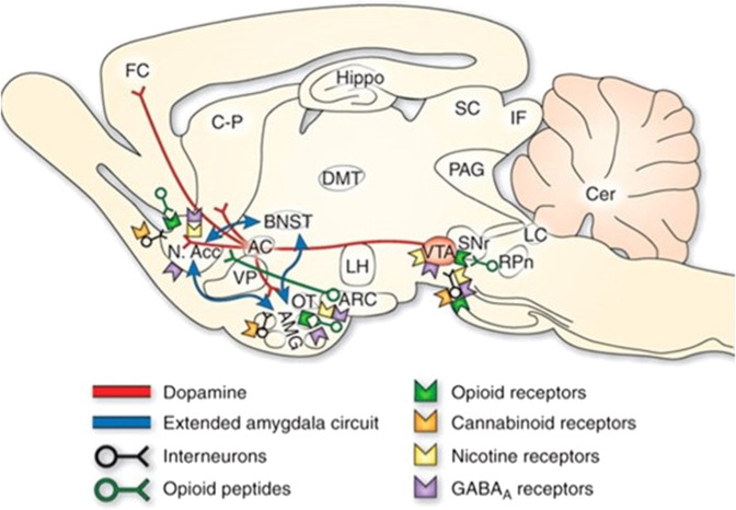 Fig. 2