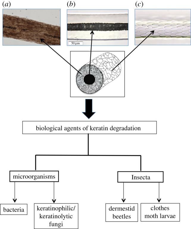 Figure 1.