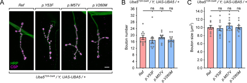 Figure 4—figure supplement 1.