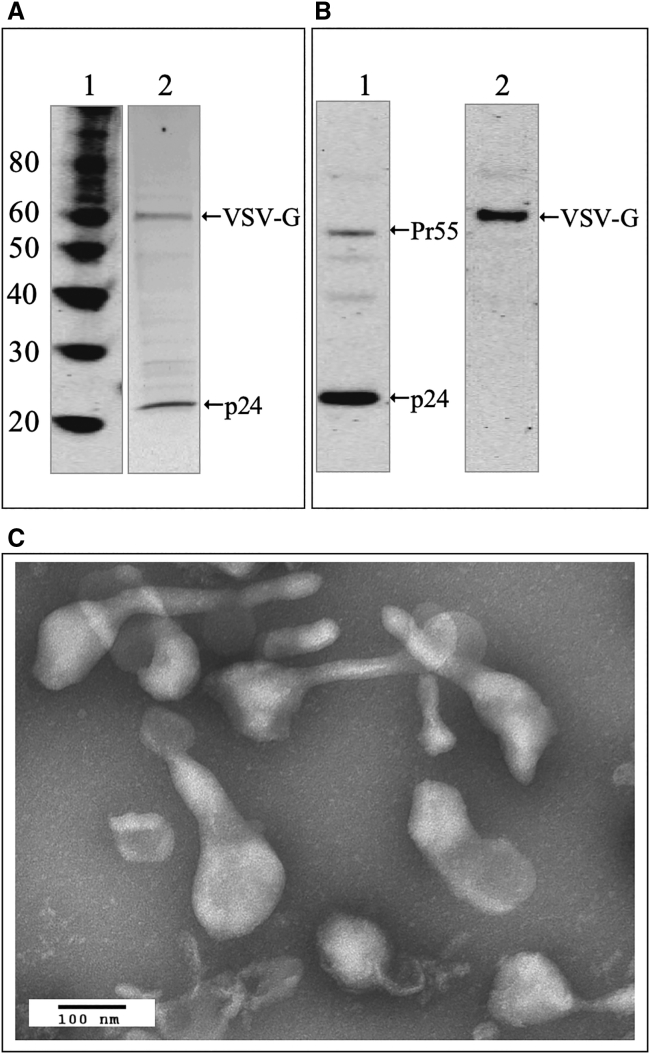 Figure 1