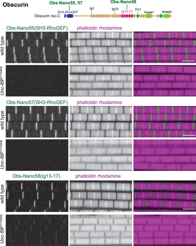 Figure 5—figure supplement 1.