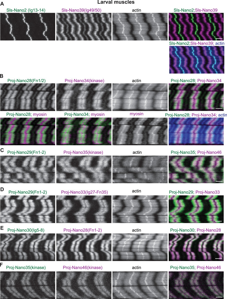 Figure 8—figure supplement 1.