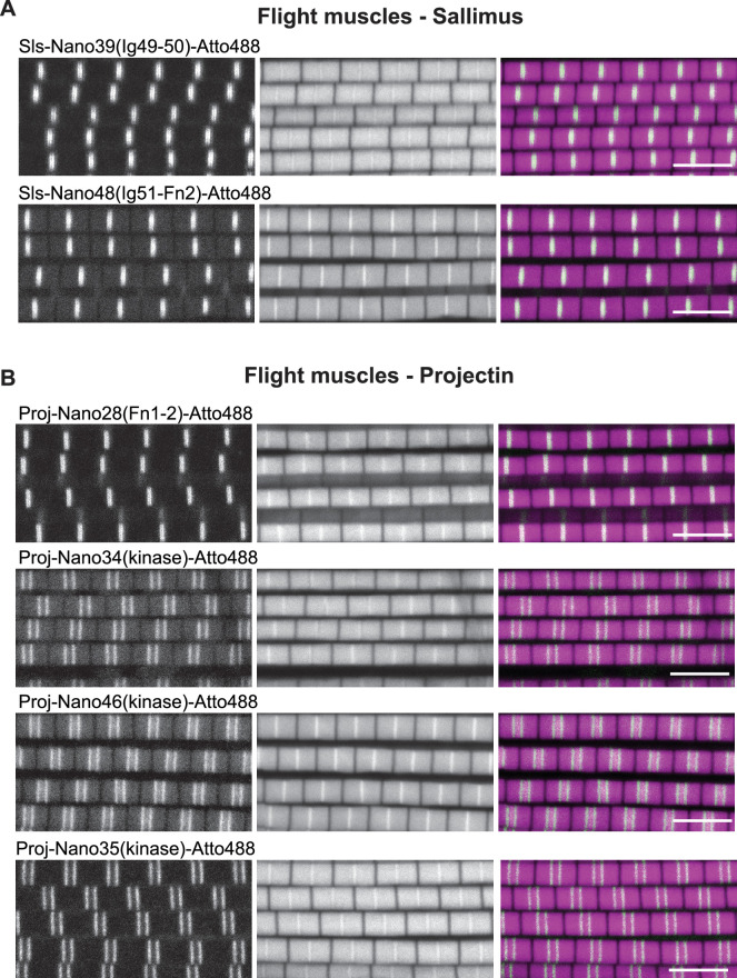 Figure 7—figure supplement 1.