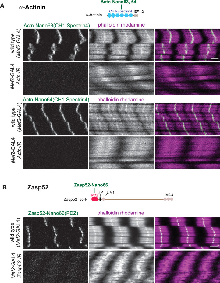 Figure 5—figure supplement 2.