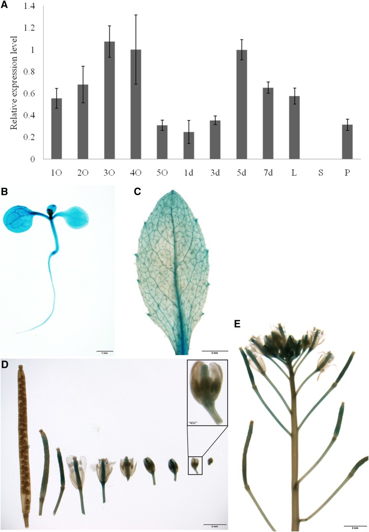 Figure 5.