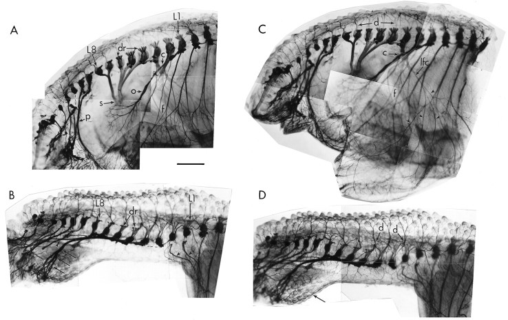 Fig. 8.