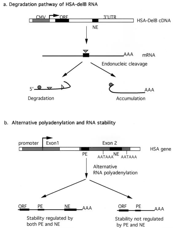 FIG. 11