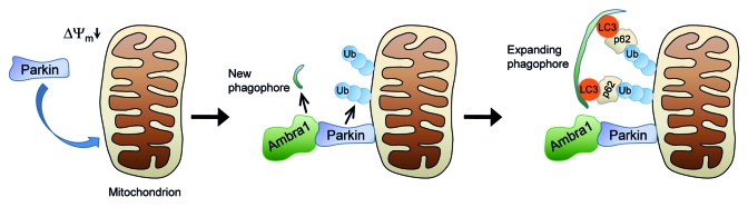 Figure 1.