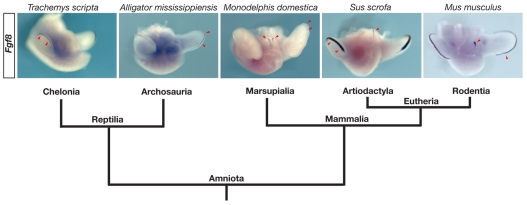 Fig. 7.