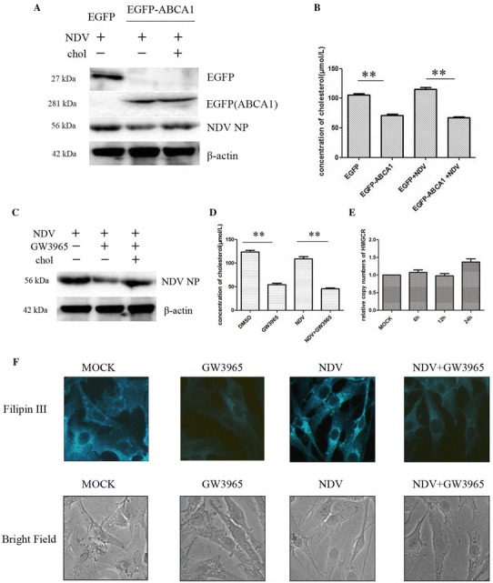 Fig. 6