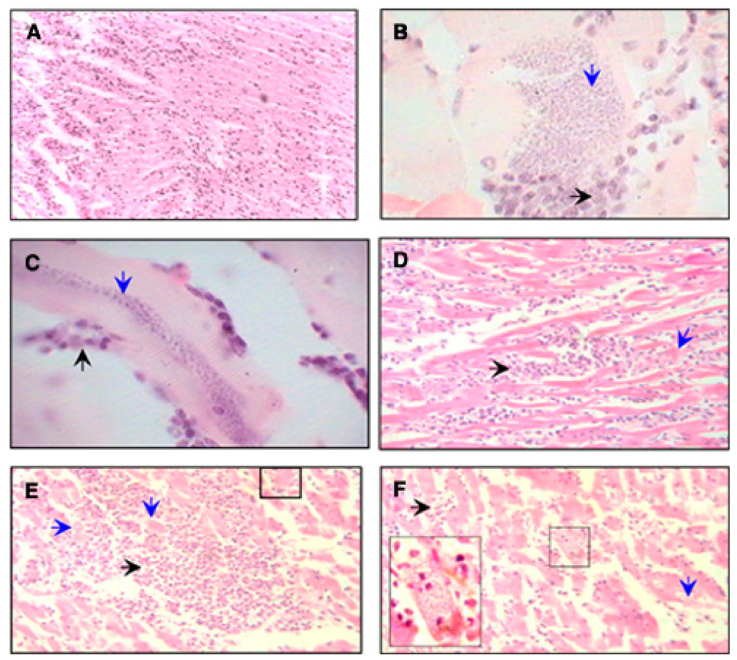 FIGURE 4