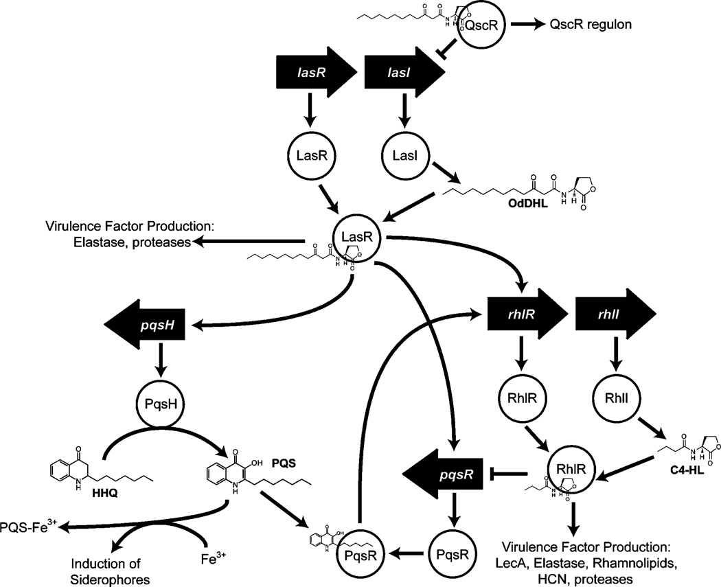 Scheme 2