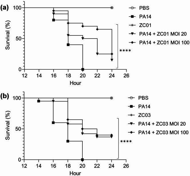 Top curve compares survival rates of PA14-infected groups with and without ZC01 phages at different MOIs, and bottom compares same for ZC03 phages. Addition of phages significantly improves survival, as indicated by statistical markings.