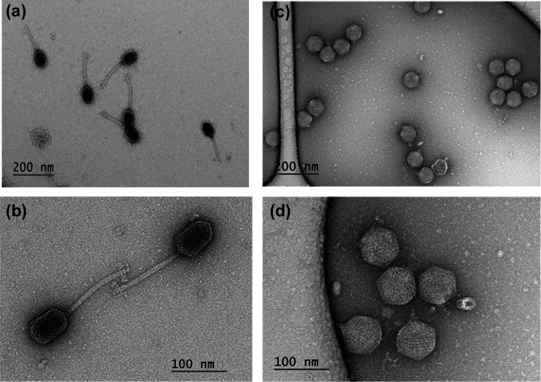 Electron microscopy images of phages display elongated phages with tails, while upper right depicts spherical particles grouped together. Closer views highlight detailed structures of both tail-bearing and spherical phages.