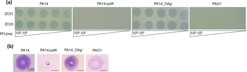 Top row displays spots of varying concentrations of phages on different bacterial strains. Bottom row depicts purple-stained bacterial growth halos, demonstrating differences in bacterial susceptibility to phages.