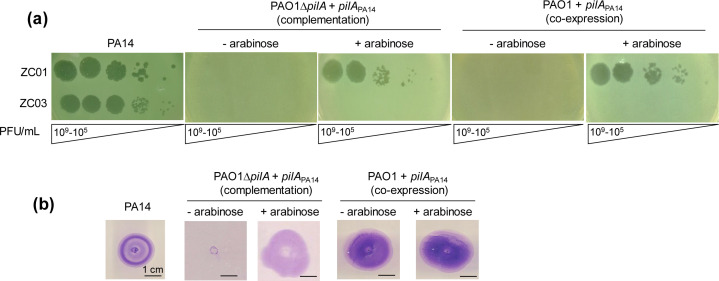 Bacterial lysis assays with phages applied at various concentrations. Different bacterial strains and conditions, with or without arabinose, exhibit varying lysis patterns. Bacterial growth zones below indicate impact on phage sensitivity.