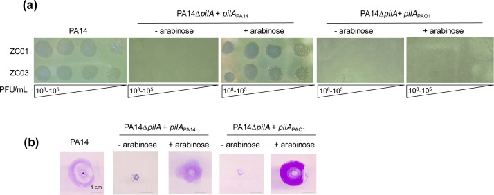 Top row depicts varying phage concentrations affecting bacterial strains, with and without arabinose. Bottom row displays purple-stained bacterial growth zones, depicting differences in lysis patterns depending on presence of specific strain.