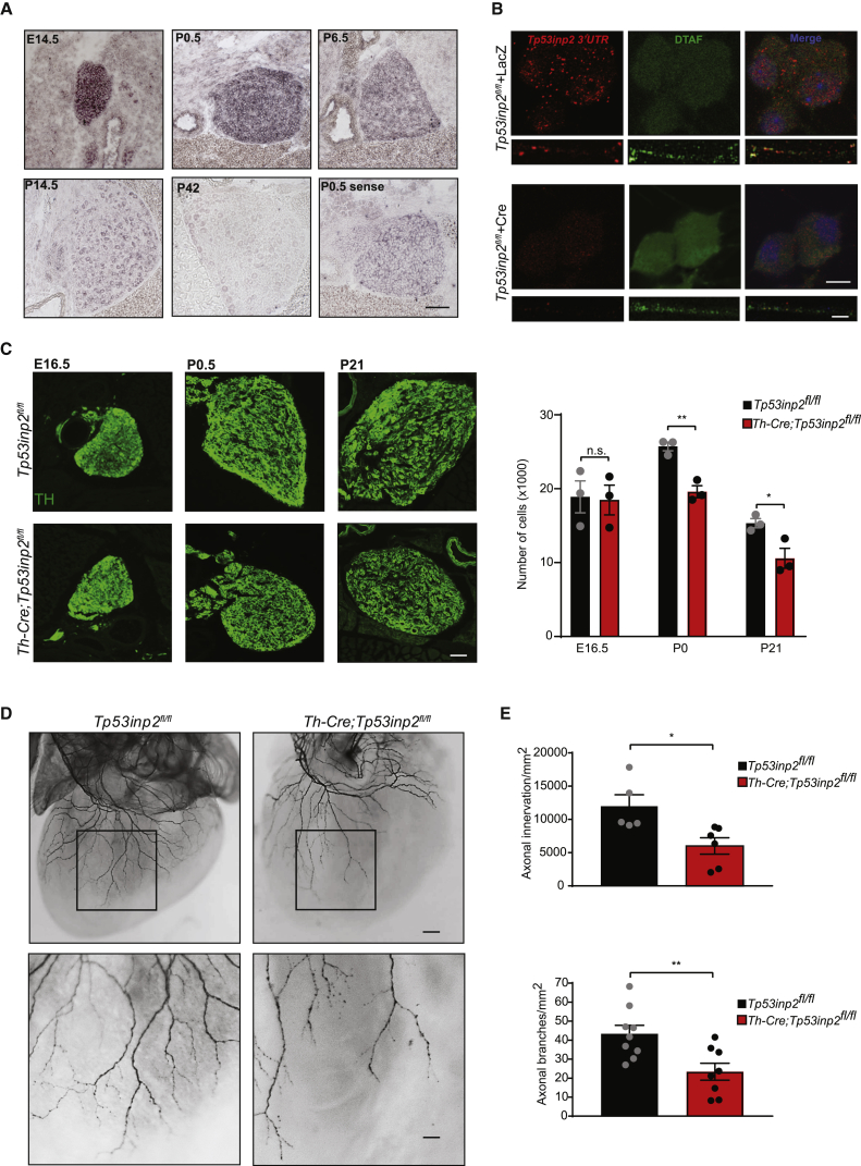 Figure 4