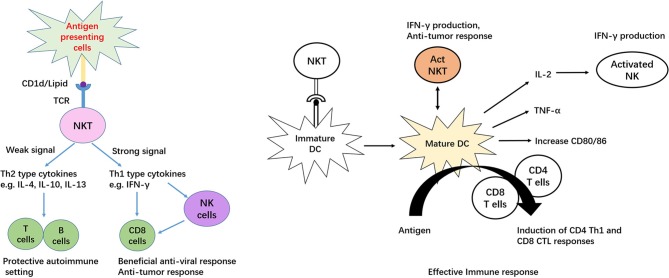 The Role of CD1d and MR1 Restricted T Cells in the Liver - PMC