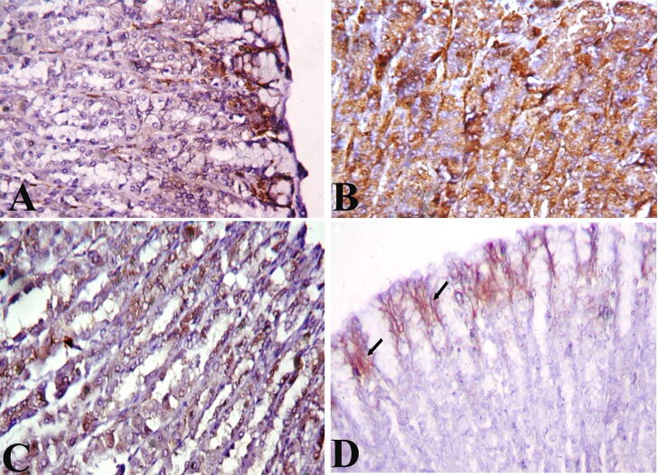 Fig. 8