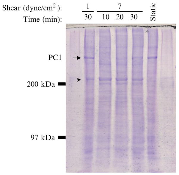 Figure 1.6