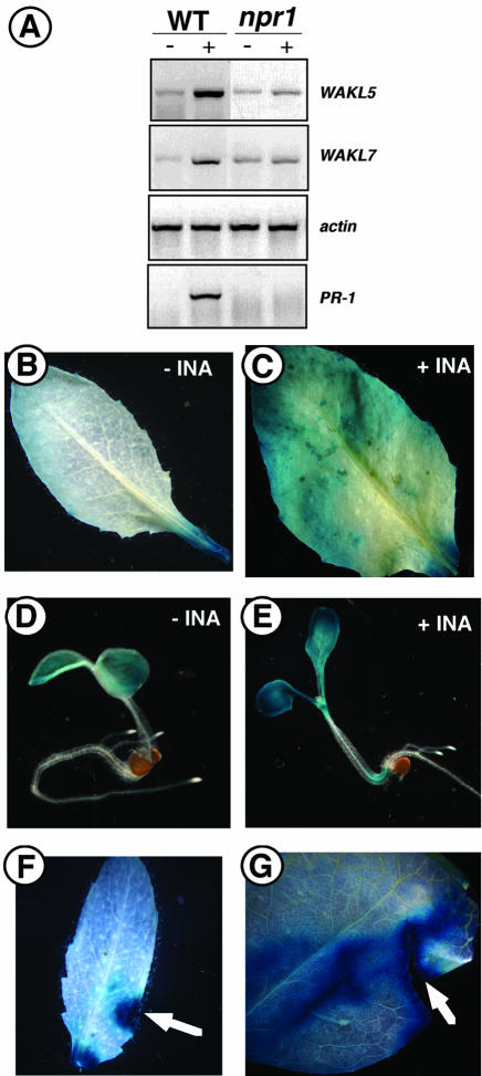 Figure 7.