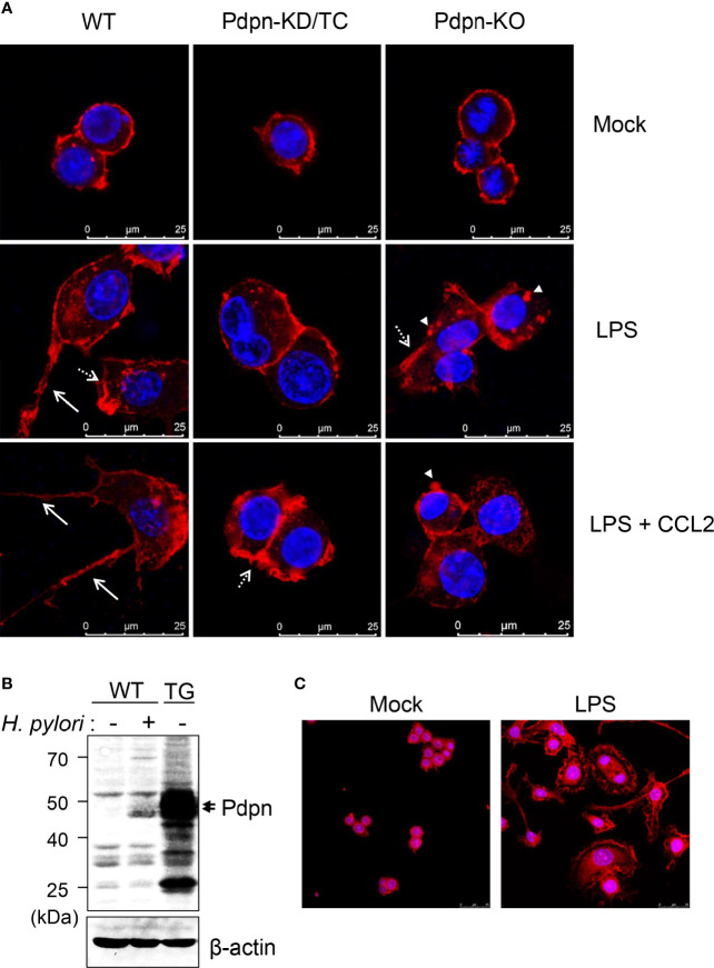 Figure 3