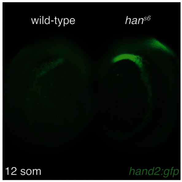 Figure 7—figure supplement 1.