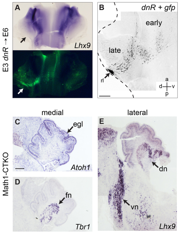 Fig. 7.