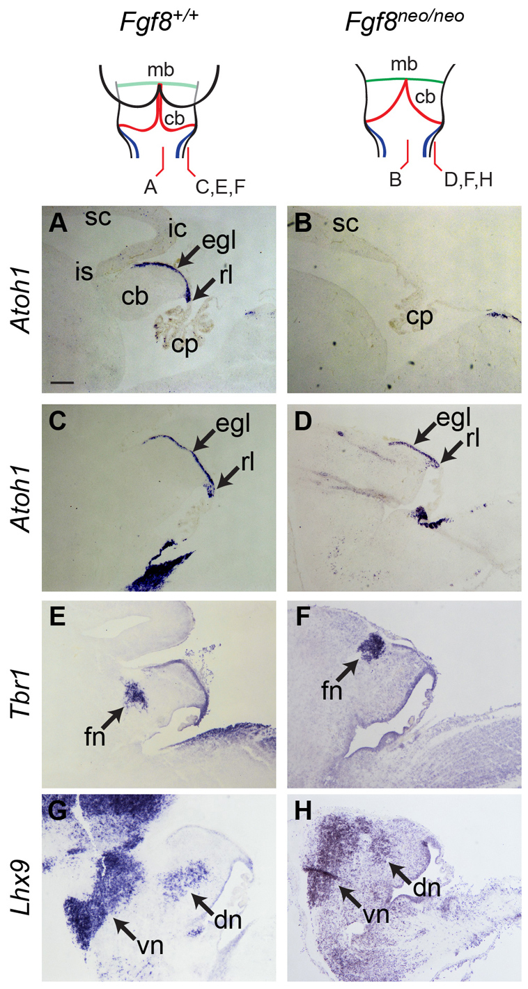 Fig. 8.