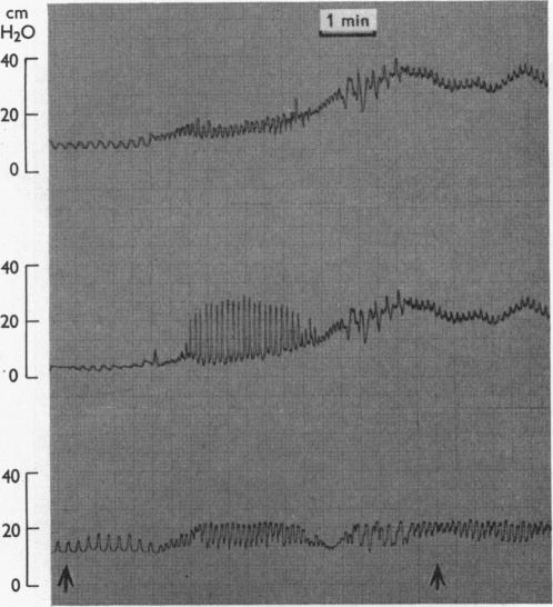 Text-fig. 3