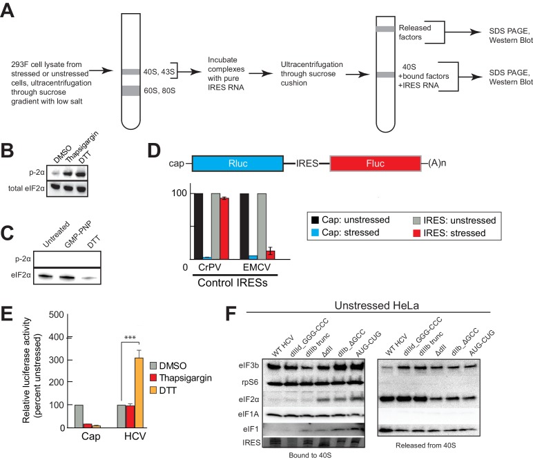 Figure 4—figure supplement 1.