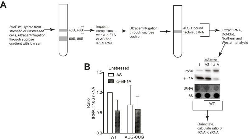 Figure 5—figure supplement 1.