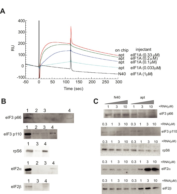 Figure 2—figure supplement 1.