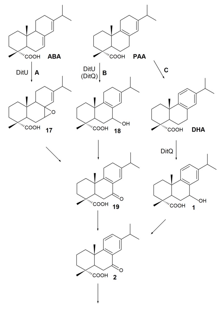 Scheme 3