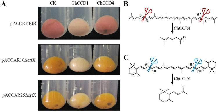 Figure 5