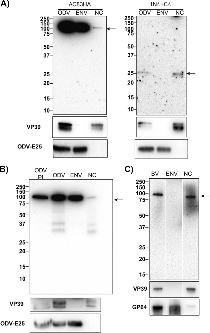 FIG 5