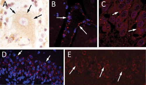 Figure 2.