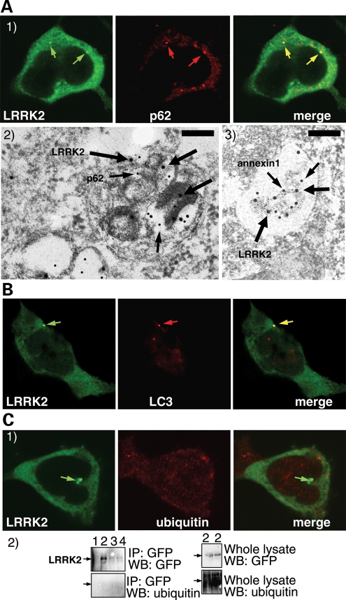 Figure 4.