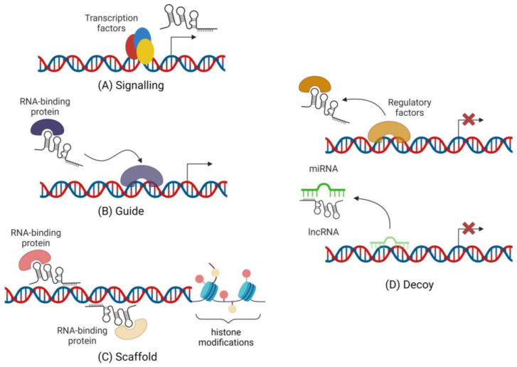 Long Non-coding Rnas In Venous Thromboembolism: Where Do We Stand? - Pmc