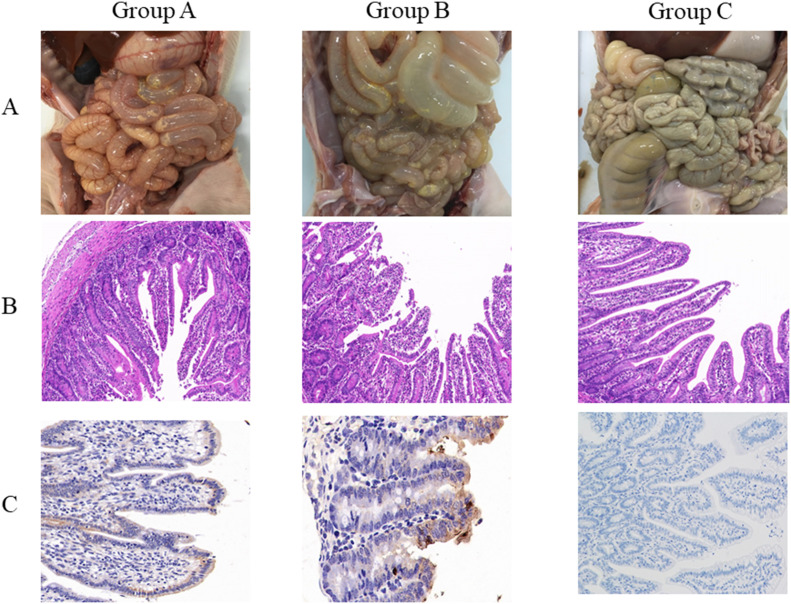 Fig. 8